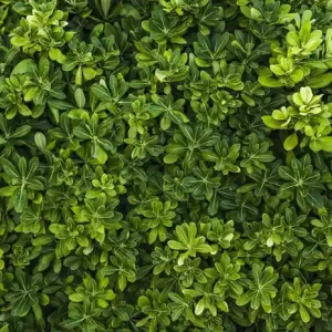 Plată securizată Fototapet Padure36, 250 x 150 cm